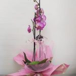 Aurora (Phalaenopsis ORQUIDEA)