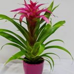 Guzmania