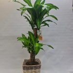 DRACENA MASSAGEANA