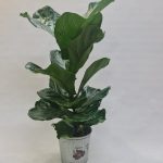 FICUS LIRATA