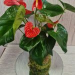 Kokedama anturium grande