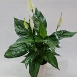Spathiphyllum