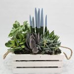 CAJA SUCULENTAS